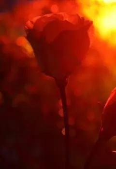 Сказка про Принцессу, Рыцаря и Премудрого Лося