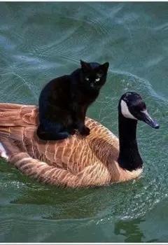 Сказки Старой Ведьмы: Лебедь и Кошка