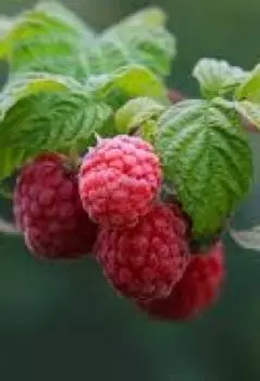 Сладка ягода