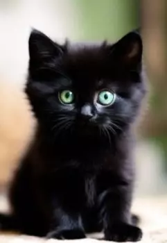 Сладкая парочка!