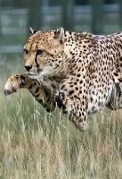 След оборотня