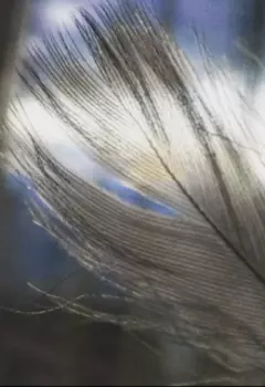 Случайность