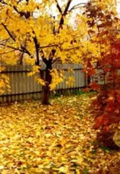 Смерть и Дружок