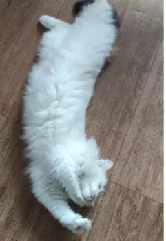 Сны с метеорита