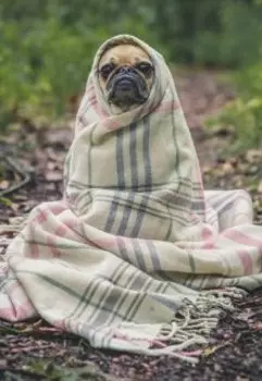 Собачьи свадьбы