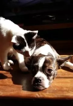 Собакошки помогут исцелиться