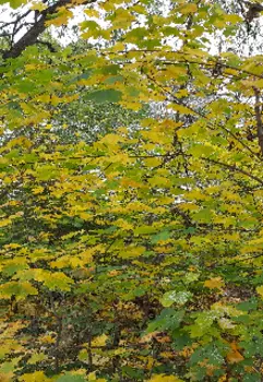 Собственник .