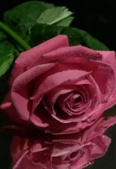 Сохрани в себе розу. ( Стихи 2023 года.)