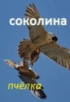 Соколина(сказ 6-й)