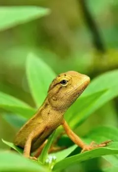 Спасатель Макс