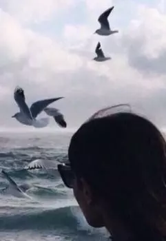 Стаи серых мухоловок