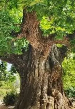 Старое дерево