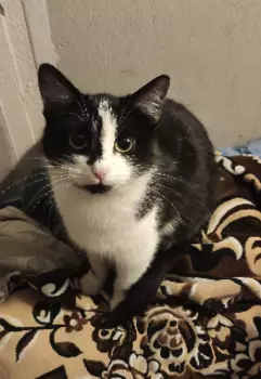 Статус, бабки, перспективы