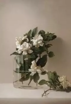 Стена и цветок