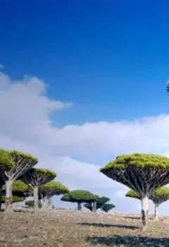 Сюрреалистические деревья часть 1