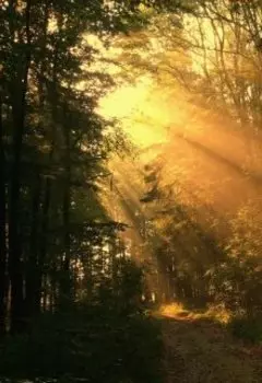 Свет божества