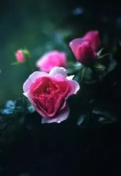 Свет во Тьме