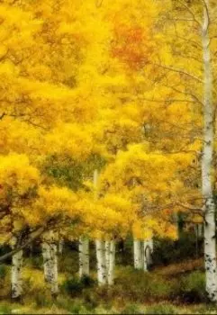 Такая же осень