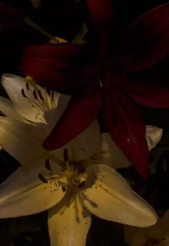 Танец смерти