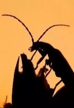 Тараканий закат