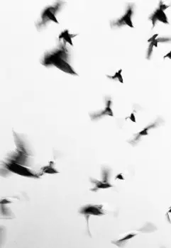 Таволжские стрижи