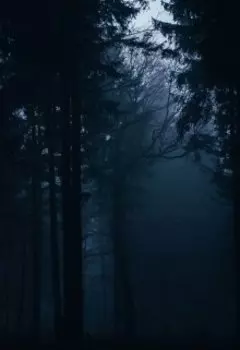 " Темный лес "