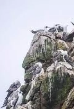 The Bass Rock, рецензия
