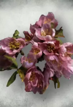 Тимсовый цветок