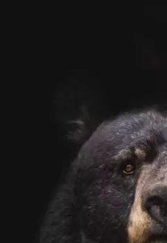 Три медведя