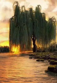 Ты вновь вернулся к иве