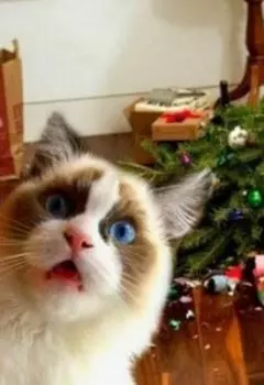 Учитель или новогодняя котовасия