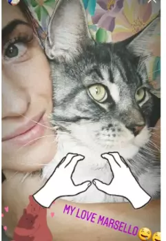 Усы, лапы, хвост.