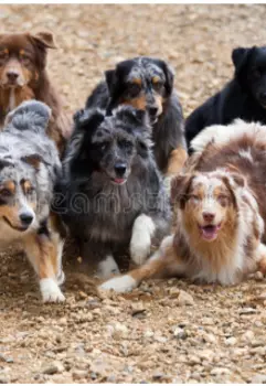 В поисках дома