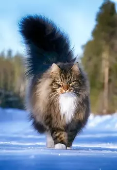 Важные коты