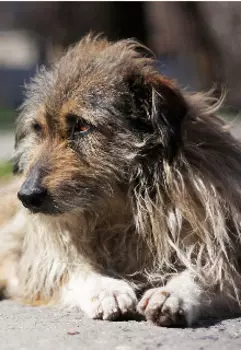 Велеколепный пес