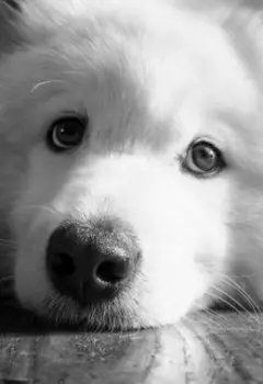 Верная подруга