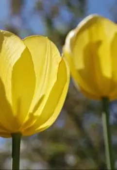 Вестники разлуки