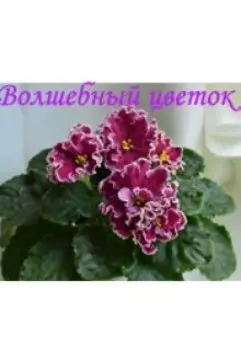 Волшебный цветок