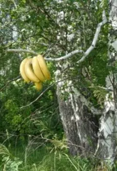 Волшебный лес