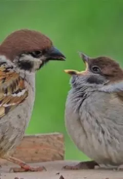 Воробьиная семейка