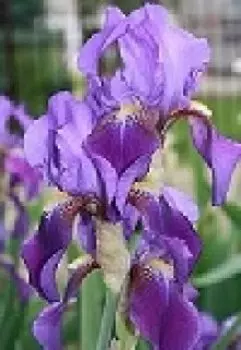 Я полюблю тебя, если...