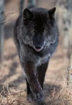 Я тебя не отдам...