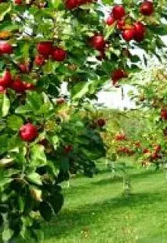 Яблочный уголок в парке Харитонов, Александр