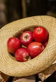 Яблоки и деревья