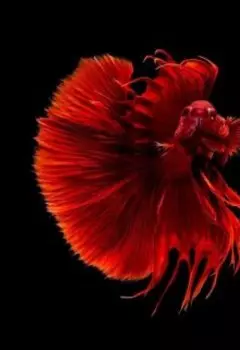 Яркие всегда умирают тихо ...