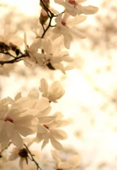 Ярмарка историй