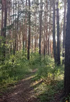 Занесенный мхом (архив)