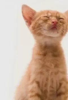 Записки рыжей кошки