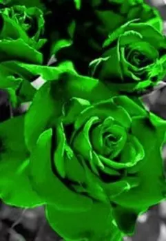 Зелёная роза - роза желаний (6)