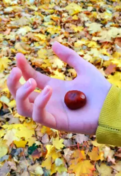 Жажда каштанов